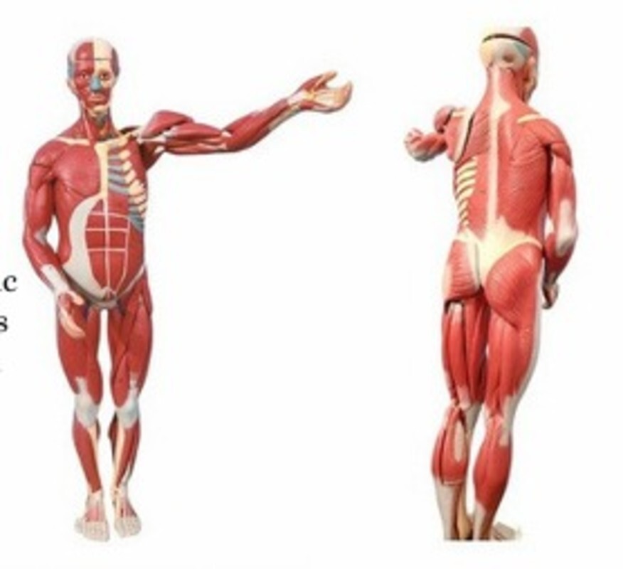 Internal Muscles Of Organ Human Body