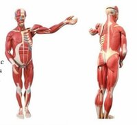 Internal Muscles Of Organ Human Body