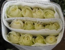 White Roses