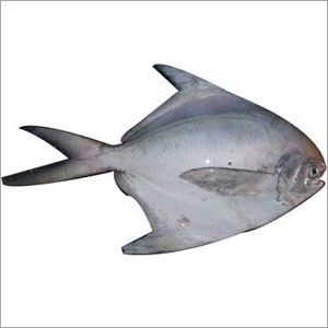 सिल्वर पोम्पफ्रेट मछली