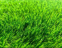 10mm Artificial Green Grass - Color: Various Available