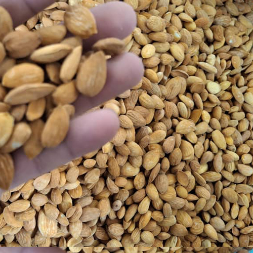 Afghani Mediaum Quality Almonds