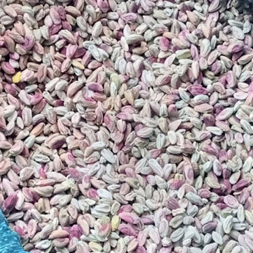 Afghani Raw Pistachio Nut - Grade: Food Grade