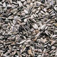 Natural Sunflower Seeds