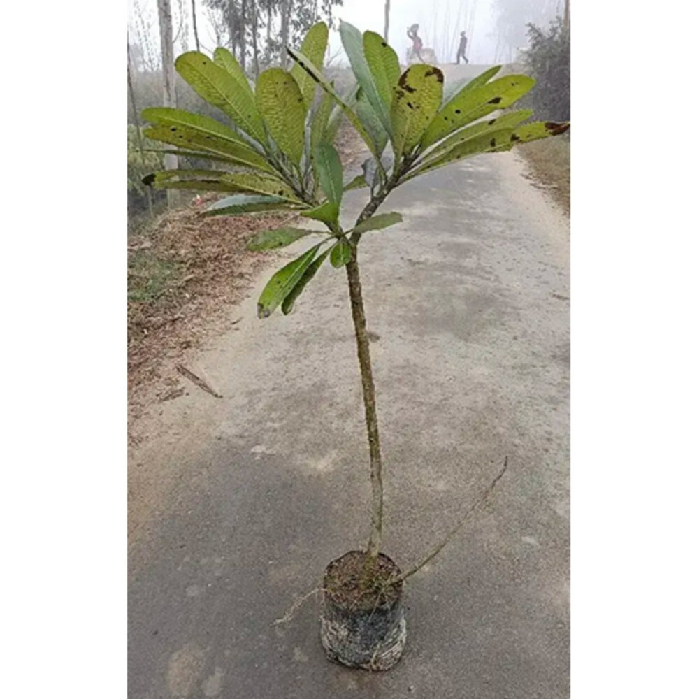 Champa Flower Plant - Breed: Different Available