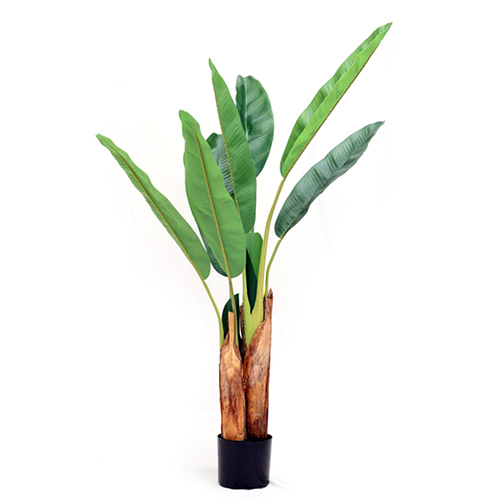 Sg-Tbjs-130 Hardy Banana Plant - Breed: Hybrid Cultivar