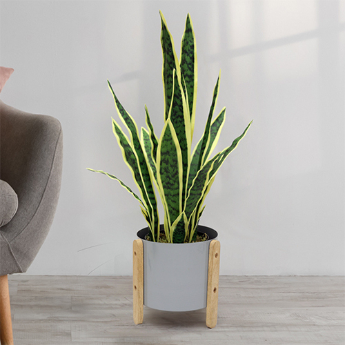 Sg-Tsnky-65 Artificial Short Yellow Snake Plant - Breed: Hybrid Cultivar