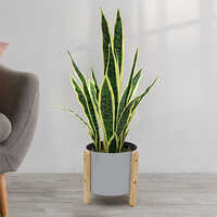 Artificial Short Yellow Snake Plant - Breed: Hybrid Cultivar
