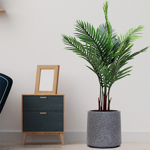 Sg-Tswk-90 Areca Plam Plant - Breed: Hybrid Cultivar