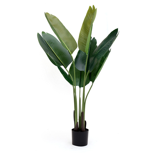 Sg-Tlrj-120 Bird Of Paradise Plant - Breed: Hybrid Cultivar