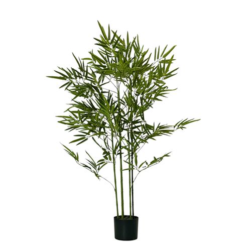 Sg-Tzz-120 Green Bamboo Plant - Breed: Hybrid Cultivar