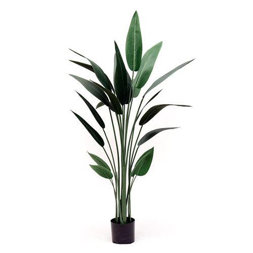 Sg-Ttn-141 Artificial Paradise Palm Plant - Breed: Hybrid Cultivar