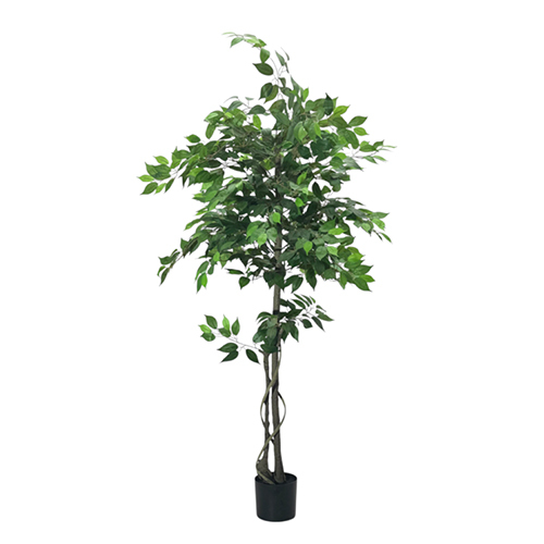 Sg-Trs-180 Green Ficus Plant - Breed: Hybrid Cultivar