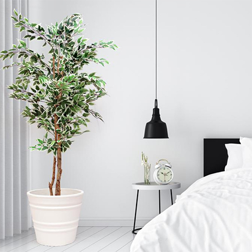 Artificial White Ficus Plant