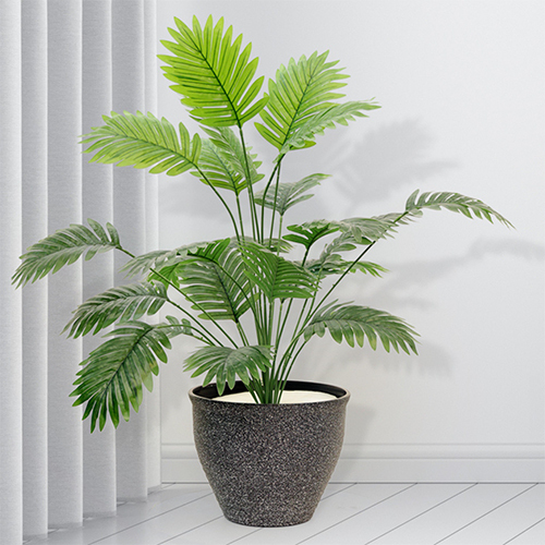 Sg-Mp-401 Baarig Natural Areca Palm Plant - Breed: Hybrid Cultivar