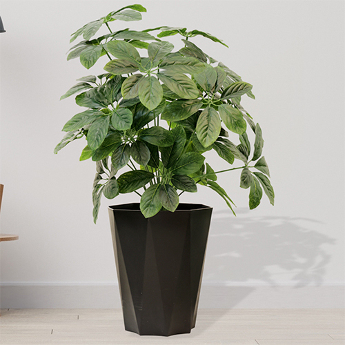 Sg-Mp-405 Baarig Big Chiku Plant - Breed: Hybrid Cultivar
