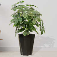 Sg-mp-405 Artificial Baarig Big Chiku Plant - Breed: Hybrid Cultivar