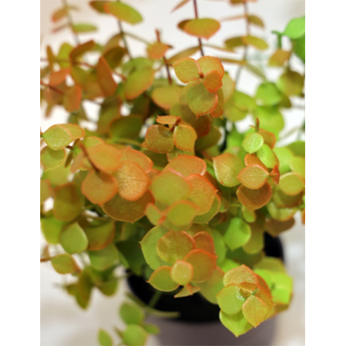 Sg-Bus-120 Artificial Eucalyptus Plant - Breed: Hybrid Cultivar