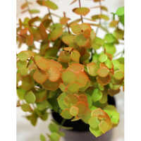 Artificial Eucalyptus Plant - Breed: Hybrid Cultivar