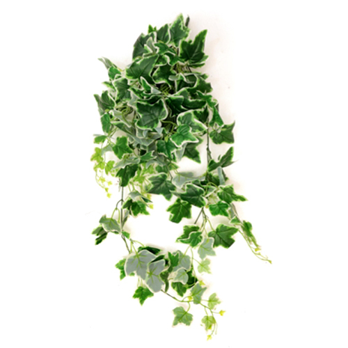 Sg-Lsc-101 Artificial Algerian Ivy Creepers Plant - Breed: Hybrid Cultivar