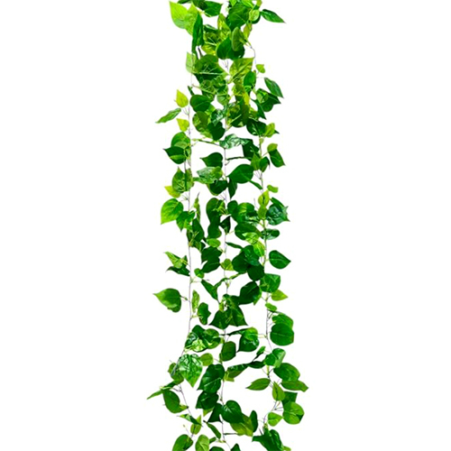 Sg-Lsc-129 Philodendron Creepers Plant - Breed: Hybrid Cultivar