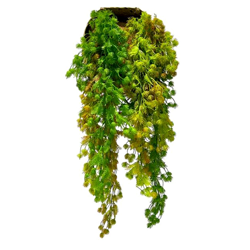 Sg-Lsc-121 Moss Creepers Plant - Breed: Hybrid Cultivar