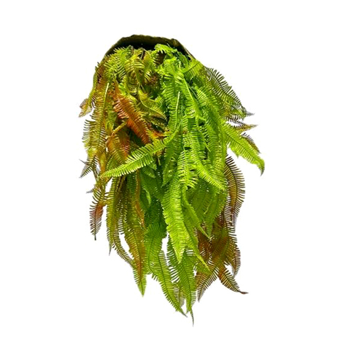 Sg-Lsc-130 Sword Fern Creepers Plant - Breed: Hybrid Cultivar