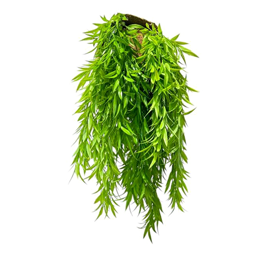 Sg-Lsc-120 Bamboo Creepers Plant - Breed: Hybrid Cultivar