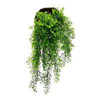 Artificial Gypsophila Creepers Plant - Breed: Hybrid Cultivar