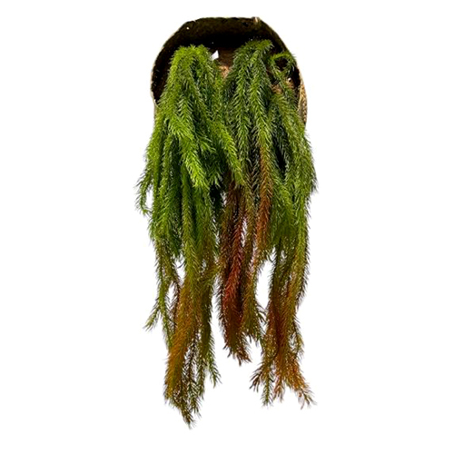 Sg-Lsc-114 Artificial Willow Creepers Plant - Breed: Hybrid Cultivar