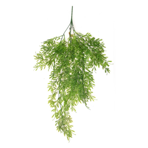 Sg-Lsc-104 Sprengers Asparagus Plant - Breed: Hybrid Cultivar