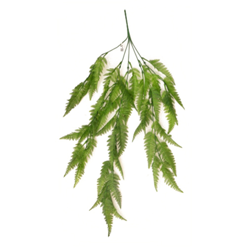 Sg-Lsc-107 Big Leaves Ferns Hanging Plant - Breed: Hybrid Cultivar