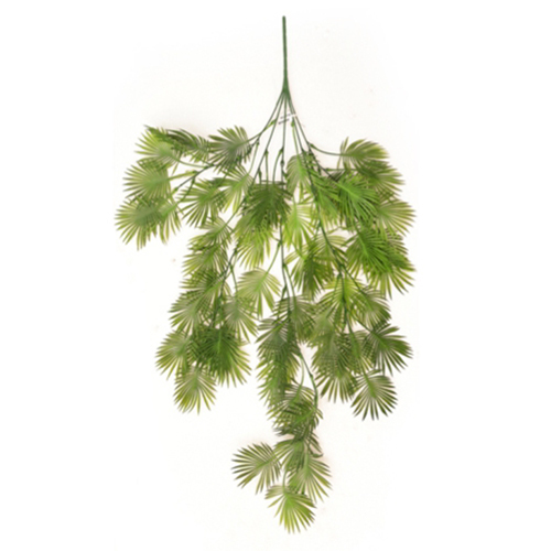 Sg-Lsc-109 Chainese Fan Palm Creepers Plant - Breed: Hybrid Cultivar