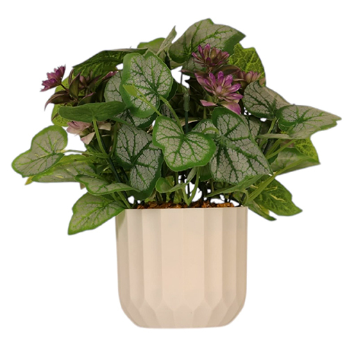 Sg-Bn3 Bonsai Plant With Pot - Breed: Hybrid Cultivar