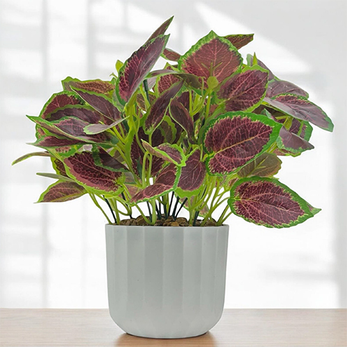 Sg-Bsp-02 Daimo Plant With Pot - Breed: Hybrid Cultivar