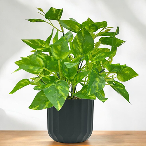 Sg-Bsp-04 Money Plant With Pot - Breed: Hybrid Cultivar