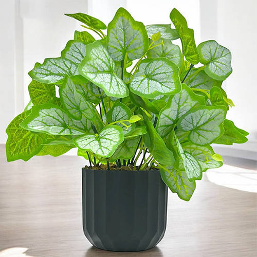 Sg-Bsp-07 Monstera Dubia Plant With Pot - Breed: Hybrid Cultivar