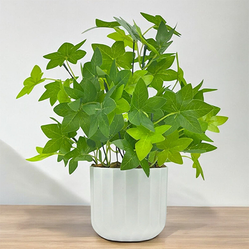 Sg-Bsp-09 Terrarium Plant With Pot - Breed: Hybrid Cultivar