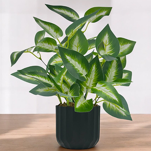 Sg-Bsp-14 Dumb Canes Plant With Pot - Breed: Hybrid Cultivar