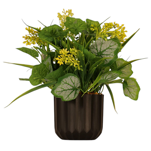 Sg-Bn7 Bonsai Plant With Pot - Breed: Hybrid Cultivar