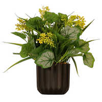 Sg-bn7 Bonsai Plant With Pot - Breed: Hybrid Cultivar