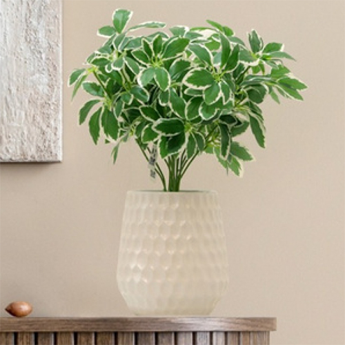Sg-Sp-131 Dwarf Umbrella Plant - Breed: Hybrid Cultivar