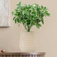 Sg-sp-131 Dwarf Umbrella Plant at 454.00 INR in Morbi