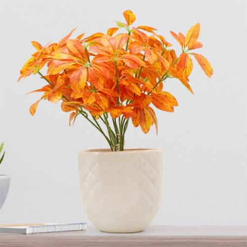 Sg-Sp-132 Glowing Embers Chilean Gum Box Plant - Breed: Hybrid Cultivar