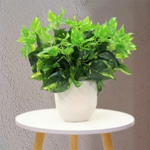 Sg-Sp-135 Money Plant - Breed: Hybrid Cultivar