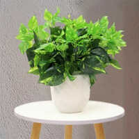 Sg-sp-135 Money Plant - Breed: Hybrid Cultivar