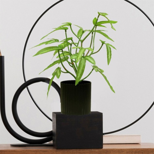 SG-SP-104 Pteris Cretica Plant