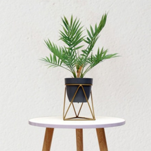 SG-SP-101 Parlor Plam Plant