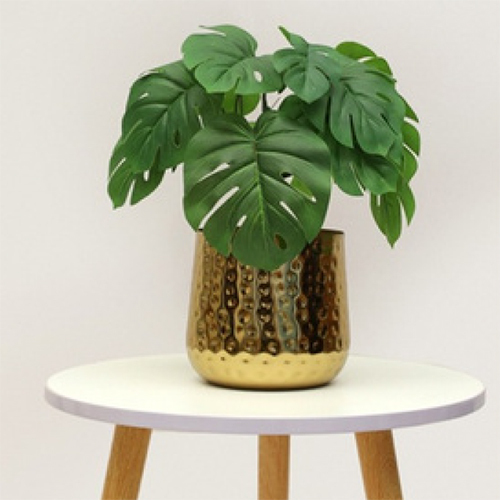 SG-SP-114 Monstar Plant