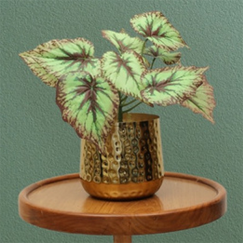 Sg-Sp-117 Heart Of Jesus-2 Plant - Breed: Hybrid Cultivar
